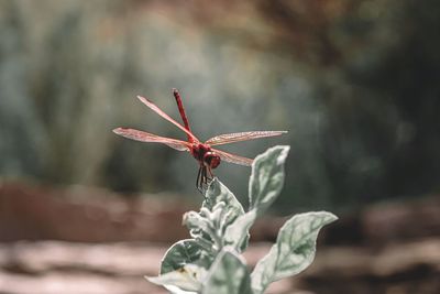 dragonfly