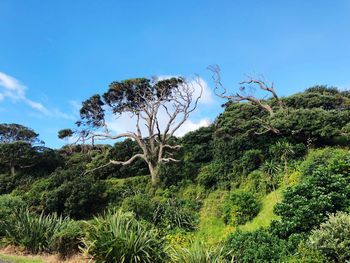 Low angle view of trees against sky