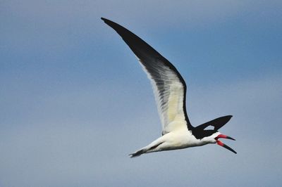 Low angle view of seagull flying in sky