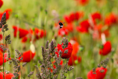 Close-up of insect on red flowering plant