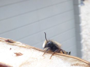 Close-up of bee on wall