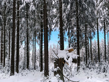 Trees on snow covered field during winter forest