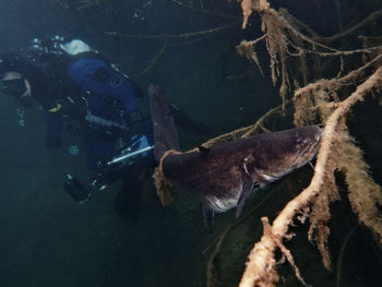 Fish swimming in sea