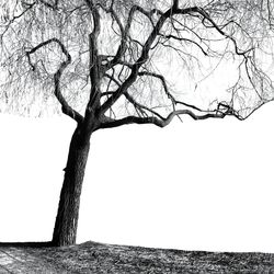 Low angle view of bare trees against the sky