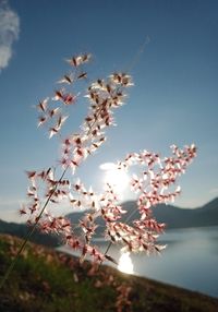 Close-up of flowering plant against sky