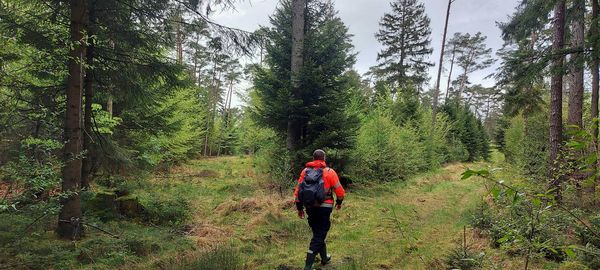 Rear view of man walking amidst trees in forest