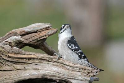 Close-up of bird perching on branch