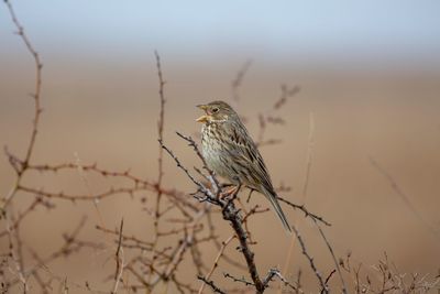 Bird perching on branch against sky