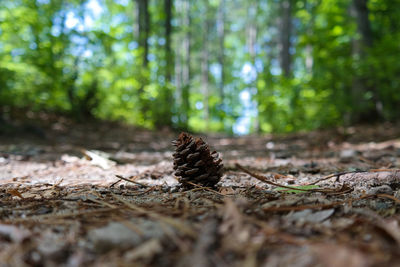 Close-up of tree trunk in forest