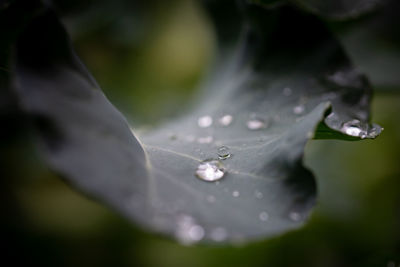 Close-up of water drops on leaves