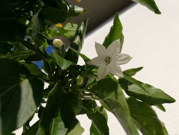 Close-up of white flowers blooming outdoors