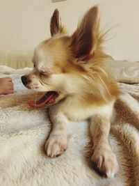 Close-up of a dog resting on bed