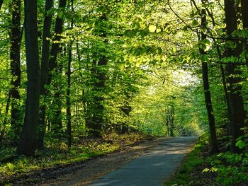 Road amidst trees in forest