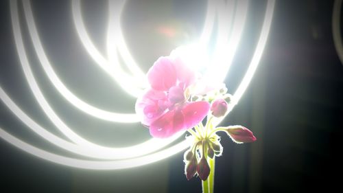 Close-up of pink flowers blooming outdoors