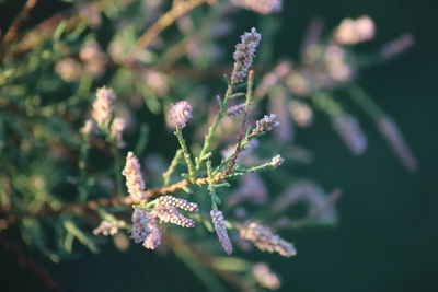 Close-up of purple flowering plant