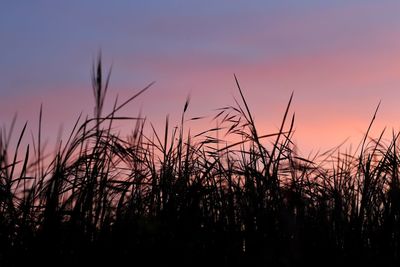 Close-up of silhouette plants on field against sunset sky