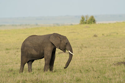 Side view of elephant on field