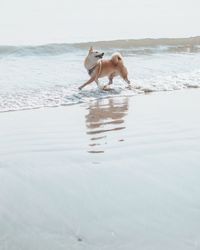 Shiba inu running at beach