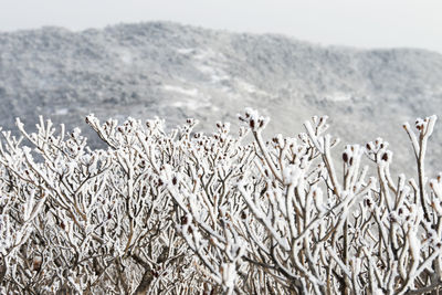 Close-up of snow covered field