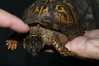 Cropped image of hands holding turtle