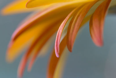 Close-up of day lily