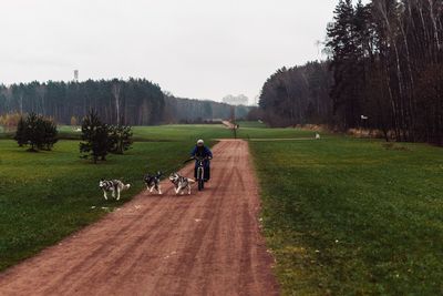 Woman riding bicycle with dogs running on dirt road