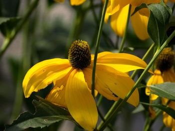 Close-up of yellow flowering plant