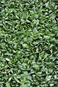 Full frame shot of plants
