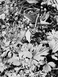 High angle view of flowering plant on field