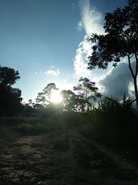 Trees on landscape against sky