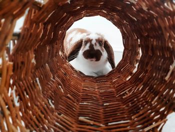 Rabbit seen through wicker basket