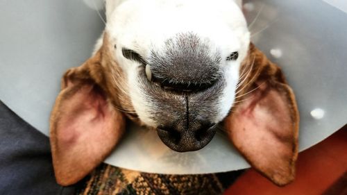 Close-up of upside down dog with bone collar