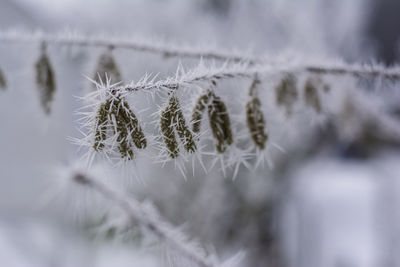 Close-up of frozen plant