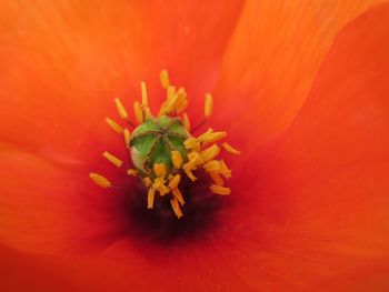 Close-up of orange flower