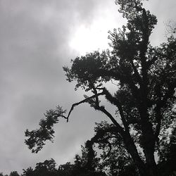 Low angle view of trees against cloudy sky