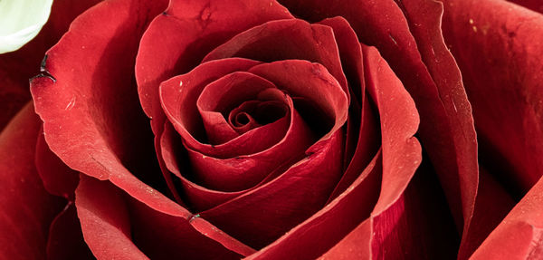 Close-up of rose bouquet