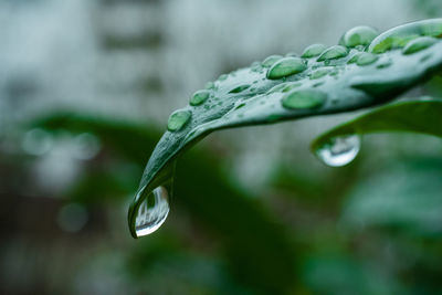 Close-up of water drop on leaf