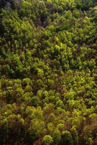 Full frame shot of green trees