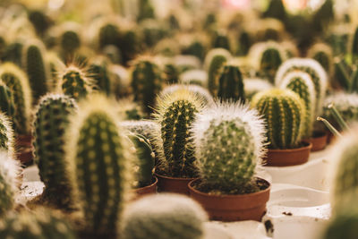 Close-up of cactus