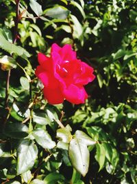 Close-up of red rose blooming outdoors