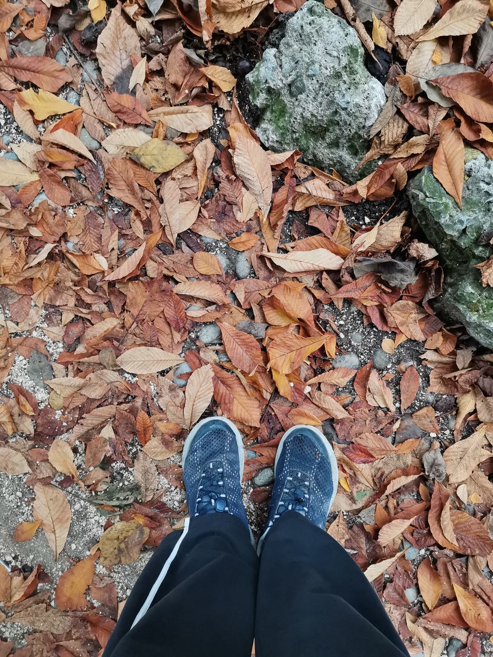 LOW SECTION OF PERSON STANDING BY DRY LEAVES