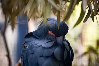 Close-up of parrot