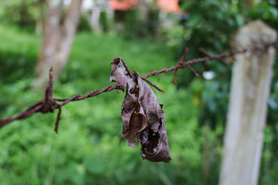 Close-up of bird perching on branch