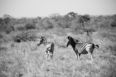 View of zebra on field