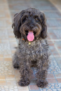 Portrait of dog sticking out tongue on floor