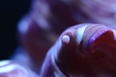 Close-up of a giant clam