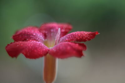 Close-up of water drops on red flower