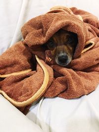 Portrait of dog wrapped in towel