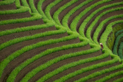 Rear view of man standing at terraced field