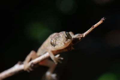 Close-up of insect on twig